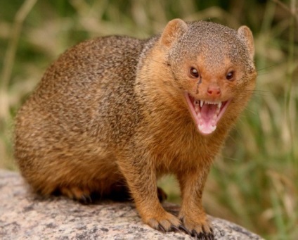Mongoose fotó és leírás az állat (fotó) Mongoose fotó és leírás az állat