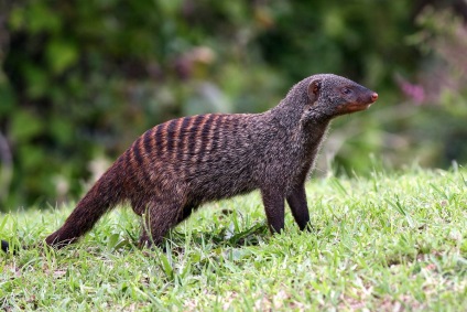 Mongoose fotó és leírás az állat (sávos mongúz) Mongoose fotó és leírás az állat