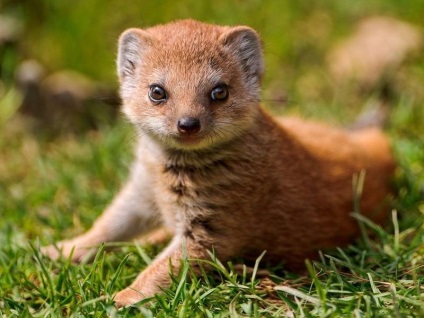 Mongoose fotó és leírás az állat (sávos mongúz) Mongoose fotó és leírás az állat