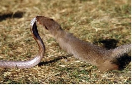 Mongoose fotó és leírás az állat