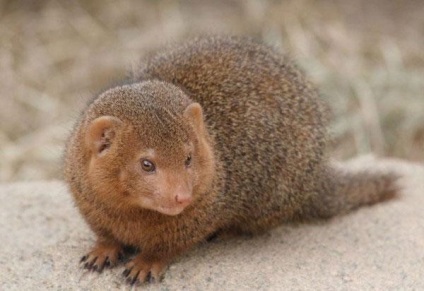 Mongoose fotó és leírás az állat (Mongoose) Mongoose fotó és leírás az állat