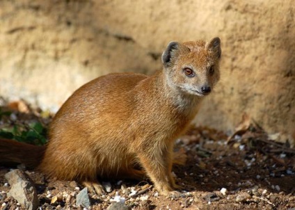 Mongoose fotó és leírás az állat (sávos mongúz) Mongoose fotó és leírás az állat