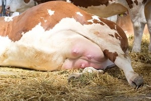 Mastitis a tehén, mint azt kezelni otthon, a kockázatot a szubklinikai tőgygyulladás megelőzésére