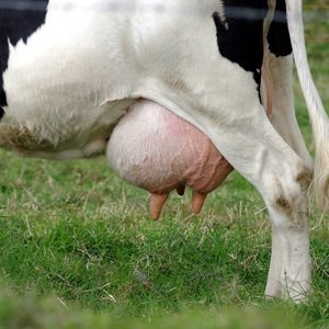 Mastitis a tehén, mint azt kezelni otthon, a kockázatot a szubklinikai tőgygyulladás megelőzésére