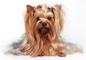A mediális térdkalács ficam kutyáknál kis termetű (Yorkshire, Spitz, chihuahua, játék terrier) -
