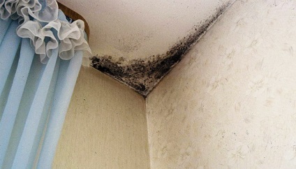Réz-szulfát lisztharmat a falakon és a felhasználás körmöket