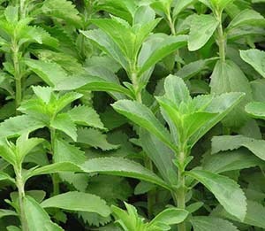 Méz gyógynövény stevia - művelési és gondozás