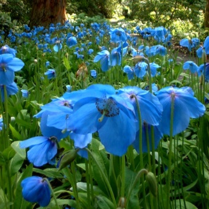 Meconopsis (Blue Poppy, himalájai Poppy) termesztése, tenyésztése, faj - helyszínen a növények