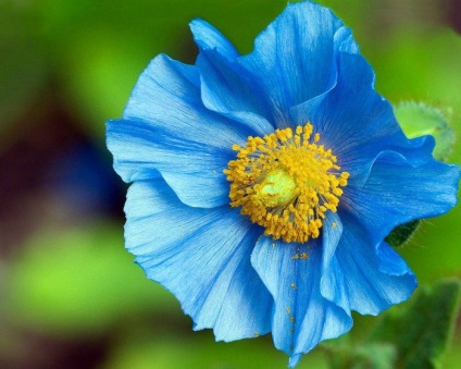 Meconopsis (kék mák) ültetés és gondozás, fotó