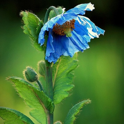 Meconopsis (kék mák) ültetés és gondozás, fotó