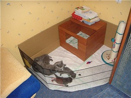 Helyezzük a kiscicák - egy hely a cica, hogyan kell elkészíteni megfelelően a lakást