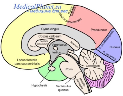 A metabolikus folyamatok agyszövet