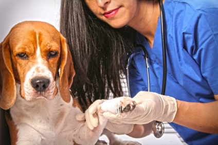 Ujjak közötti ciszták kutyák tünetei, diagnózisa, kezelése
