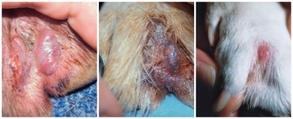 Ujjak közötti ciszták kutyák tünetei, diagnózisa, kezelése