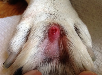Ujjak közötti ciszták kutyáknál okoz és kezelés (fotókkal), mind a kutyák