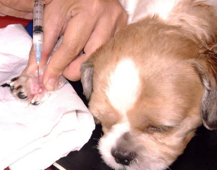 Ujjak közötti ciszták kutyáknál okoz és kezelés (fotókkal), mind a kutyák