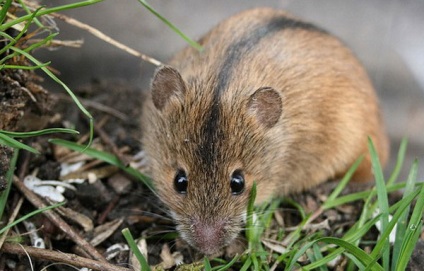 mezei egerek (pocok) -, hogyan lehet megszabadulni a gyors és hatékony