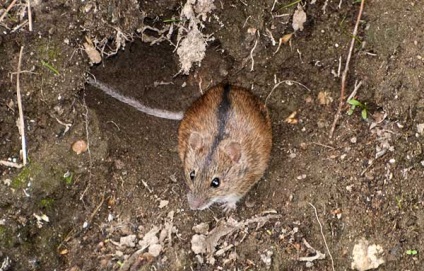 mezei egerek (pocok) -, hogyan lehet megszabadulni a gyors és hatékony