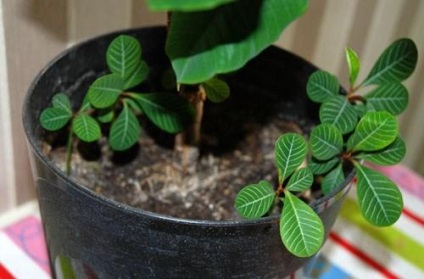 Euphorbia belozhilkovy ellátás, reprodukció, transzplantáció, betegségek
