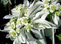Euphorbia rojtos