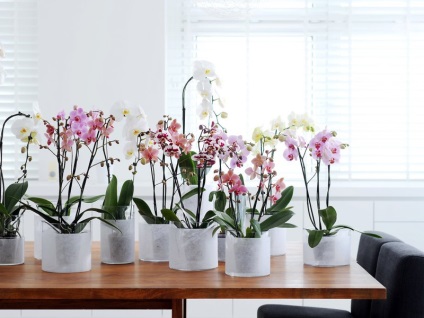 Tudok otthon nézi és tenyésztési orchideák