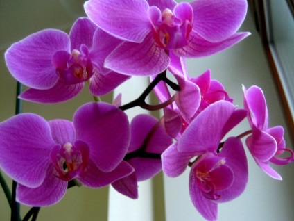 Tudok otthon nézi és tenyésztési orchideák