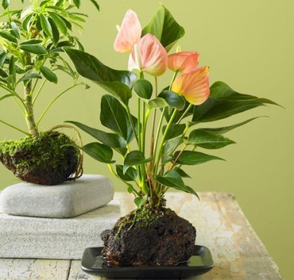 Férfi virág Anthurium fotó, gondozás és jelek