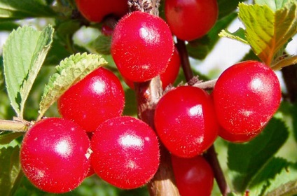 A hasznos tippeket gondozó cseresznye Szibériában - Titkok kertészek