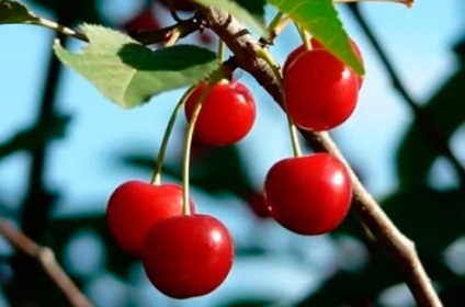 A hasznos tippeket gondozó cseresznye Szibériában - Titkok kertészek