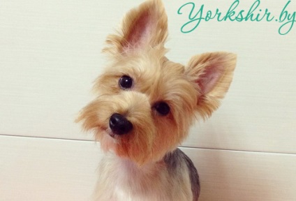 Szükségem ruhák York Yorkshire terrier Fehéroroszország - ez