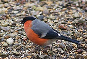 Közös pirók - ez (Magyarország Birds Guide) Közös pirók - egy