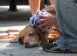 Ájulás kutyáknál okoz tüneteket, host akció - állatok kezelésére - Encyclopedia Főoldal