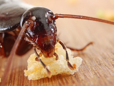 A fényképek rovar élet olyan, mint egy csótány, hogy mit eszik és hogyan szaporodik