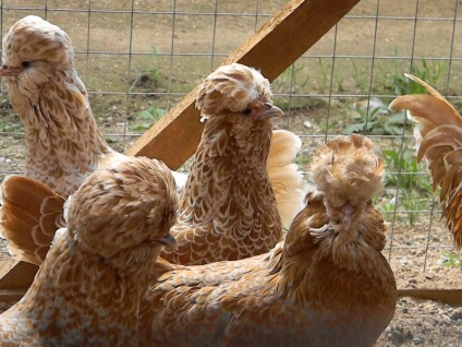 Padovai csirke fajta leírásához leírását a tartalom és fotó képviselőház