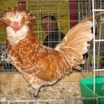 Padovai csirke fajta leírásához leírását a tartalom és fotó képviselőház