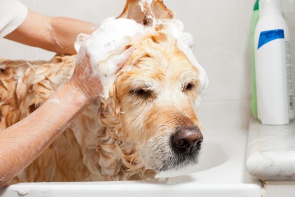 Áttekintés a samponok kutyák különböző haj, orvos, rovarirtó és más száraz