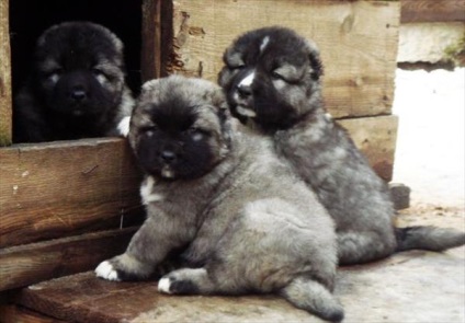 Áttekintés a kutyafajták kaukázusi juhászkutya faj leírása, a gondozás és fotó
