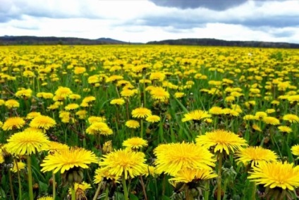 Dandelion - legendák és hiedelmek színek