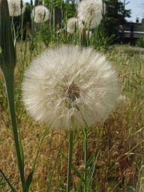 Dandelion - legendák és hiedelmek színek