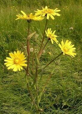 Dandelion - legendák és hiedelmek színek