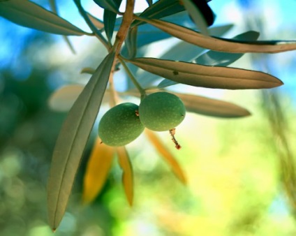 Olajfa (olíva), hogyan növekszik az otthoni, fotók