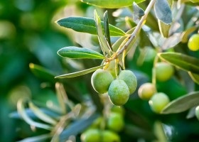 Leírás, fajok és termesztése olajbogyó európai (Olea europaea) Leírás, fajok és termesztése olajbogyó európai