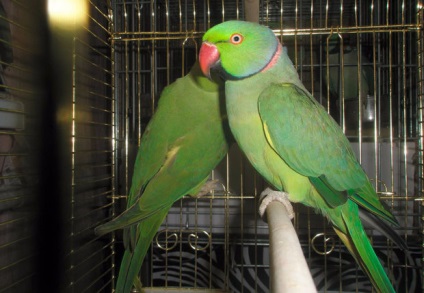 Ozherelovy papagáj bázisok és etetés otthon