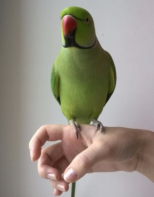 Ozherelovy papagáj bázisok és etetés otthon