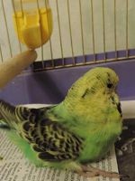 Ozherelovy papagáj - kezelés és karbantartás