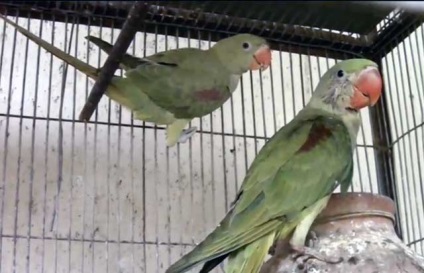 Ozherelovy papagáj ápolási és karbantartási mint takarmány (fotó és videó)