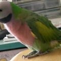 Ozherelovy papagáj ápolási és karbantartási mint takarmány (fotó és videó)