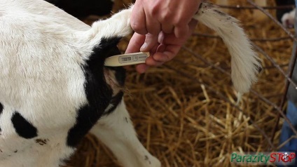 Parazita betegségek kezelésére tehenek és kezelésük (kezelés) Parazita betegségek kezelésére tehenek és kezelésük
