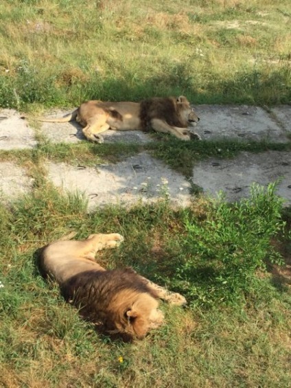 Park taigan a Krímben, egy weboldal körülbelül járja a világot (taigan szafariparkot a Krím) Park taigan a Krímben, egy weboldal körülbelül járja a világot