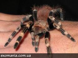 tarantula pók (etetés)
